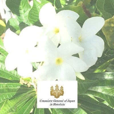 Japanese Category Near Me - Consulate-General of Japan in Honolulu